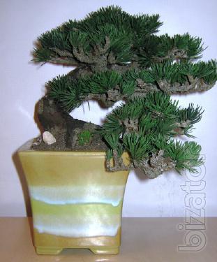Bonsai HAN-KENGAI Polyacid article KPL