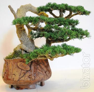 Bonsai HAN-KENGAI Polyacid article KPL