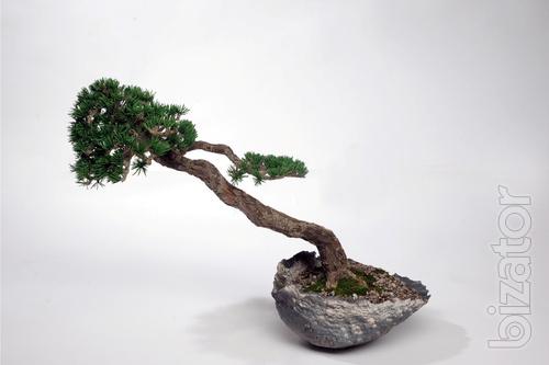 Bonsai BUJINGI Elitist style SKU K