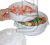 Steamer for microwave duplex "taste and benefits" 