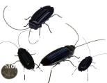 Intellectual Toy robot cockroach, beetle on solar batteries