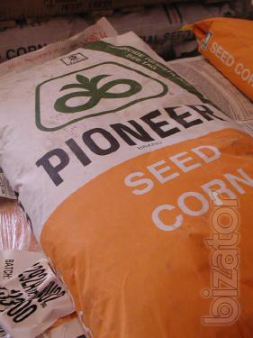 Buy poseamation corn and sunflower company pioneer / Pioneer 