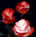 Flowers wholesale from Ecuador