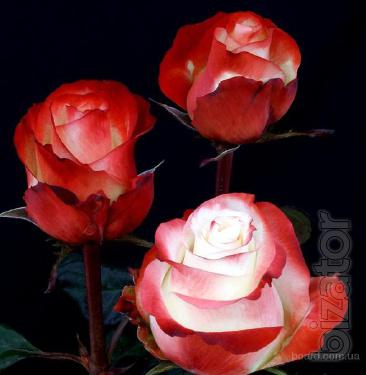 Flowers wholesale from Ecuador 