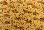 Coral sponge