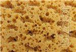 Coral sponge 