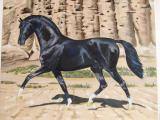 Paintings of animals in order 