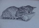 Paintings of animals in order 