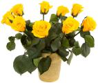 Provoking the beauty and durability of roses FLORICH 