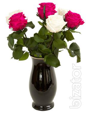 Provoking the beauty and durability of roses FLORICH 