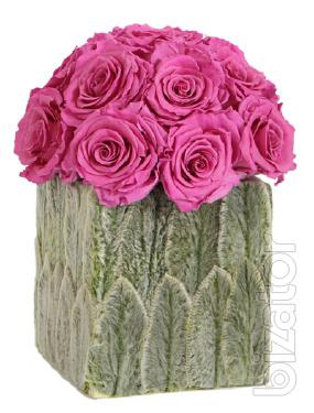Provoking the beauty and durability of roses FLORICH 