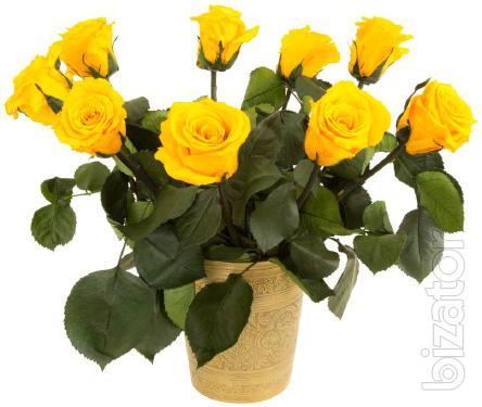 Provoking the beauty and durability of roses FLORICH 