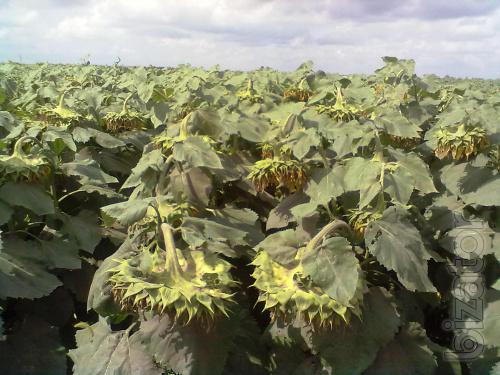 Sunflower seeds Jalan F1 GM/p. E. 