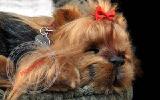 Yorkshire Terrier - breathable toy 