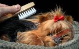Yorkshire Terrier - breathable toy 
