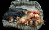 Yorkshire Terrier - breathable toy 