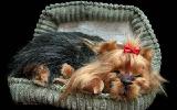 Yorkshire Terrier - breathable toy 