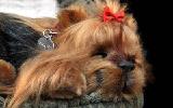 Yorkshire Terrier - breathable toy 