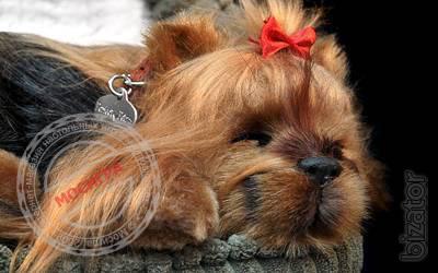Yorkshire Terrier - breathable toy 