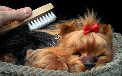 Yorkshire Terrier - breathable toy 