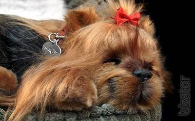 Yorkshire Terrier - breathable toy 