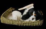 Cocker Spaniel that breathes