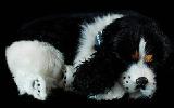 Cocker Spaniel that breathes 