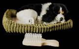 Cocker Spaniel that breathes 