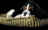 Cocker Spaniel that breathes 