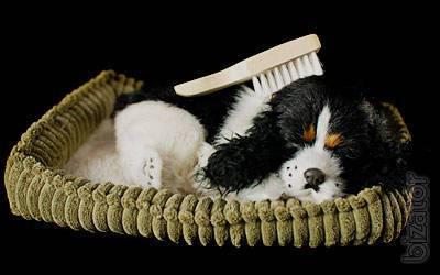 Cocker Spaniel that breathes 