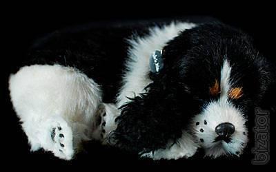 Cocker Spaniel that breathes 