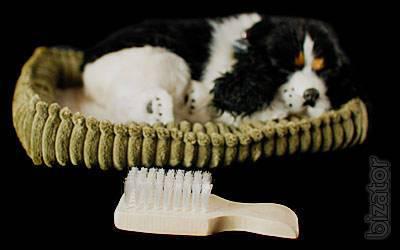 Cocker Spaniel that breathes 
