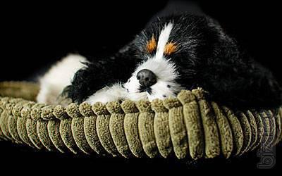 Cocker Spaniel that breathes 