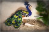 textile bird detailing Peacock Pavo