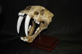 The skull of a saber-toothed tiger