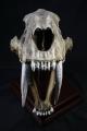 The skull of a saber-toothed tiger 