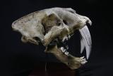The skull of a saber-toothed tiger 