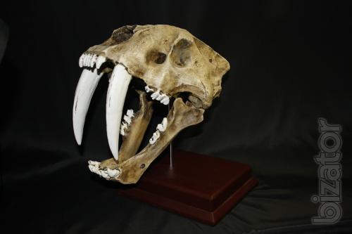 The skull of a saber-toothed tiger 