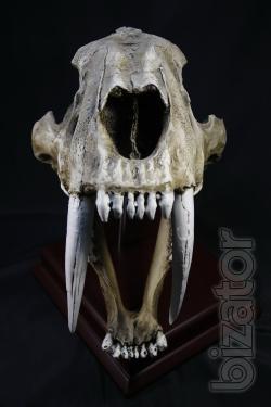 The skull of a saber-toothed tiger 