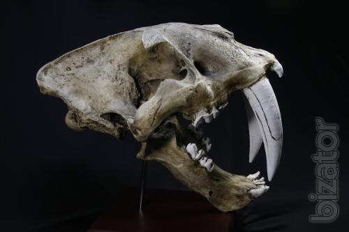The skull of a saber-toothed tiger 