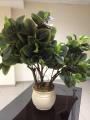 The decorative ficus