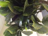 The decorative ficus 