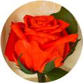 Sale and delivery of bouquets of roses 