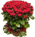 Sale and delivery of bouquets of roses 