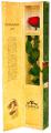 Sale and delivery of bouquets of roses 