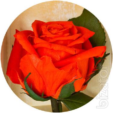 Sale and delivery of bouquets of roses 
