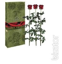 Sale and delivery of bouquets of roses 