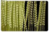 String curtains China,Turkey. The largest selection of rope 