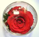 Roses in glass (RmiR/5927) 
