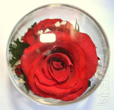 Roses in glass (RmiR/5927) 